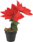 Poinsettia rouge en pot en promo chez Bazarland Pau à 1,49 €