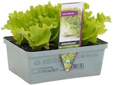 Versch. Gemüsepflanzen von Gemüselust für 1,59 € bei Penny im Angebot Versch. Gemüsepflanzen von Gemüselust im aktuellen Penny Prospekt