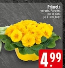 EDEKA Kerpen - Primeln Angebot im Prospekt Primeln bei EDEKA im Kerpen Prospekt für 4,99 €