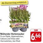 E center Heilbronn - Blühender Herbstzauber Angebot im Prospekt Blühender Herbstzauber bei E center im Heilbronn Prospekt für 6,66 €