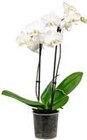Schmetterlingsorchidee  im aktuellen Penny-Markt Prospekt für 7,99 €