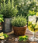 Cocktailkräuter Angebote bei Garten-Center Nordharz GmbH & Co. KG Salzgitter für 2,99 €
