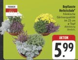Bepflanzte Herbstschale bei E center im Nürnberg Prospekt für 5,99 €