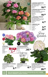 Hortensie im Dehner Garten-Center Prospekt in Dinslaken Aktueller Dehner Garten-Center Prospekt mit Hortensie, "GRÜNE OASE", Seite 9