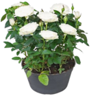 Rose in Schale im aktuellen Prospekt bei Kaufland in Ebringen