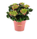 Hortensia 10 fleurs en promo chez Truffaut Hortensia 10 fleurs dans le catalogue Truffaut