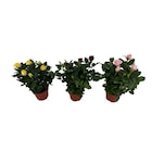 Plantes fleuries - Carrefour Plantes fleuries à 3,49 € dans le catalogue Carrefour