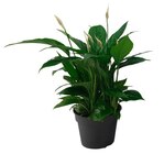 Carrefour Guingamp - Promo Spatiphyllum Promo Spatiphyllum à 5,99 € dans le catalogue Carrefour à Guingamp