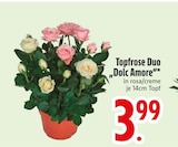 Topfrose Duo Dolc Amore im EDEKA Prospekt Topfrose Duo Dolc Amore von im aktuellen EDEKA Prospekt für 3,99 €