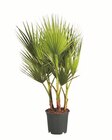Winterharte Palme im Angebot bei Lidl in Lutherstadt Wittenberg Winterharte Palme Angebote bei Lidl Lutherstadt Wittenberg für 14,99 €