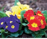 Promo Primevère à 1,49 € dans le catalogue U Express à Plouvorn