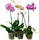 Aktuelle Farbe Angebote bei REWE in Mönchengladbach Aktuelles Schmetterlingsorchidee Angebot bei REWE in Mönchengladbach ab 5,00 €