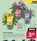 Kreativblumen bei Netto mit dem Scottie im Neubrandenburg Prospekt für 3,29 €