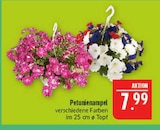 Petunienampel Angebote bei Marktkauf Schweinfurt für 7,99 €