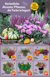 Aktueller REWE Prospekt mit Stauden, "Dein Markt", Seite 12