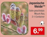 Japanische Weide im aktuellen Zimmermann Prospekt