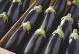 Netto Saint-Dionizy - Promo Aubergine Promo Aubergine à 1,79 € dans le catalogue Netto à Saint-Dionizy