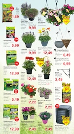 Lavendel im Jawoll Prospekt in Mülheim Aktueller Jawoll Prospekt mit Lavendel, "Sonderposten-Märkte", Seite 6