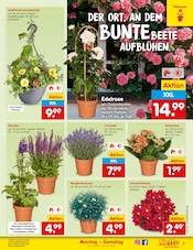 Blumen im Netto Marken-Discount Prospekt in Pulheim Aktueller Netto Marken-Discount Prospekt mit Blumen, "Aktuelle Angebote", Seite 7