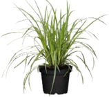 Globus-Baumarkt Achern - Segge (Carex) Angebot im Prospekt Segge (Carex) bei Globus-Baumarkt im Achern Prospekt für 9,99 €