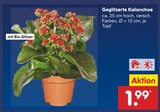 Aktuelle Pflanzen Angebote bei Netto Marken-Discount in Bochum Aktuelles Geglitzerte Kalanchoe Angebot bei Netto Marken-Discount in Bochum ab 1,99 €