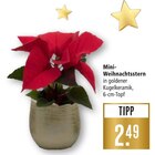 Mini-Weihnachtsstern Angebote bei Marktkauf Filderstadt für 2,49 €