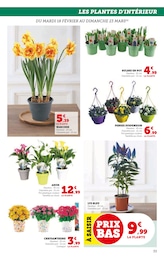 Offre Chrysanthèmes dans le catalogue Hyper U du moment à la page 33