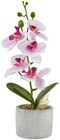 Deko-Orchidee im Topf Angebote bei Penny-Markt Hamburg für 6,99 €