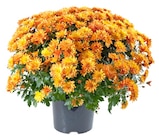 REWE Simmern - Chrysanthemenbusch Angebot im Prospekt Chrysanthemenbusch bei REWE im Simmern Prospekt für 4,00 €