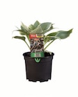 Lidl Senden - Gartenfunkie Angebot im Prospekt Gartenfunkie bei Lidl im Senden Prospekt für 3,99 €