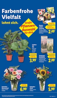 Tulpen im Lidl Prospekt "LIDL LOHNT SICH" mit 68 Seiten (Essen)