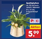 Aktuelles Spathiphyllum Angebot bei Netto Marken-Discount in Mannheim ab 5,99 €