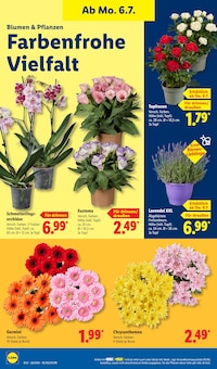 Blumen im Lidl Prospekt "LIDL LOHNT SICH" mit 62 Seiten (Dortmund)