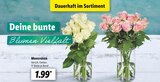 Moosrosen für 1,99 € bei Lidl im Angebot Moosrosen im aktuellen Lidl Prospekt