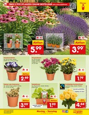 Ähnliche Stiefmütterchen Angebote im Prospekt "Aktuelle Angebote" von Netto Marken-Discount in Schorndorf Ähnliche Angebote wie Stiefmütterchen im Prospekt "Aktuelle Angebote" auf Seite 45 von Netto Marken-Discount in Schorndorf