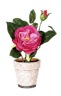 Aktuelle Orchidee Angebote bei METRO in Bonn Aktuelles Rosen im Papptopf Angebot bei METRO in Bonn ab 3,99 €
