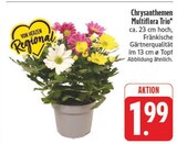 Chrysanthemen Multiflora Trio im Angebot bei EDEKA in Amberg Chrysanthemen Multiflora Trio Angebote bei EDEKA Amberg für 1,99 €