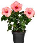 Aktuelles Hibiskus kleiner Busch Angebot bei Pflanzen Kölle in Nürnberg ab 9,99 €