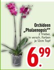 Orchideen „Phalaenopsis“ im Angebot bei EDEKA in Augsburg Orchideen „Phalaenopsis“ Angebote bei EDEKA Augsburg für 6,99 €
