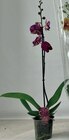 Orchidée Phalaenopsis 1 tige en promo chez Cora Lille à 5,99 €