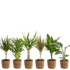 Plantes vertes en panier 17 cm en promo chez Carrefour Plantes vertes en panier 17 cm dans le catalogue Carrefour