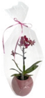 Kaufland Bergen - Mini-Orchidee im Übertopf Angebot im Prospekt Mini-Orchidee im Übertopf bei Kaufland im Bergen Prospekt für 7,99 €