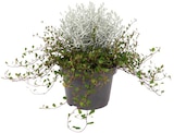 Stacheldrahtpflanze und Muehlenbeckia von Mueca im aktuellen REWE Prospekt