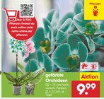 gefärbte Orchideen Angebote bei Netto Marken-Discount Jena für 9,99 €