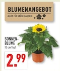 Sonnenblume im Angebot bei Marktkauf in Oberhausen Sonnenblume Angebote bei Marktkauf Oberhausen für 2,99 €