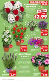 Aktueller Kaufland Prospekt mit Balkonpflanzen, "Aktuelle Angebote", Seite 5