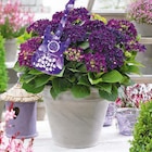 Aktuelle Hortensie Angebote bei Hagebaumarkt in Karlsruhe Aktuelles Hortensie Angebot bei Hagebaumarkt in Karlsruhe ab 24,99 €