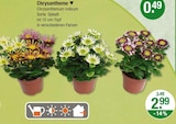 Chrysantheme für 2,99 € bei V-Markt im Angebot Chrysantheme im aktuellen V-Markt Prospekt