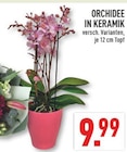 ORCHIDEE IN KERAMIK Angebote bei Marktkauf Hagen für 9,99 €