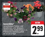 E center Seßlach - Sommerblüher Angebot im Prospekt Sommerblüher bei E center im Seßlach Prospekt für 2,99 €